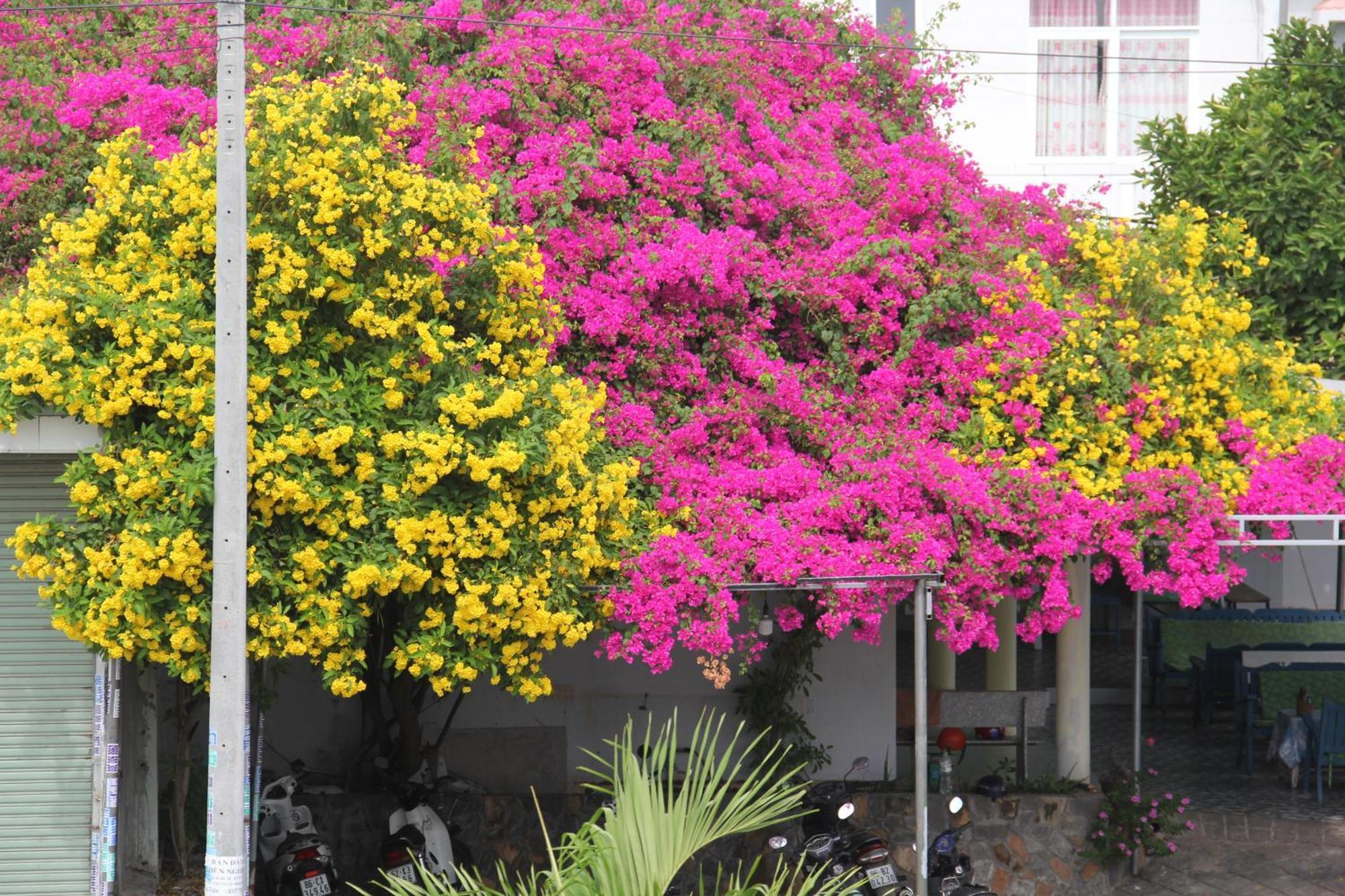 Dynasty Muine Resort Ap Thien Phuoc Eksteriør billede
