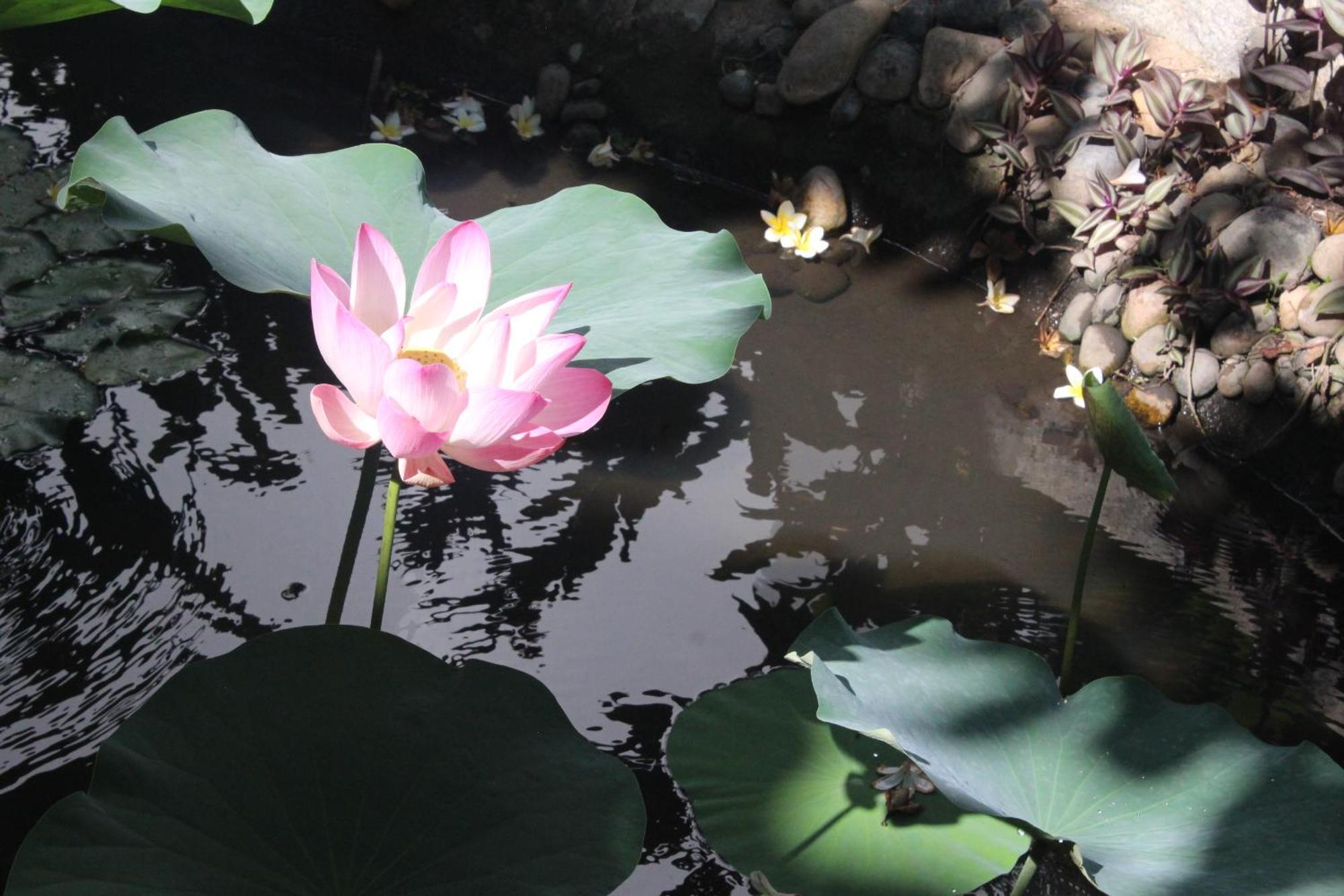 Dynasty Muine Resort Ap Thien Phuoc Eksteriør billede